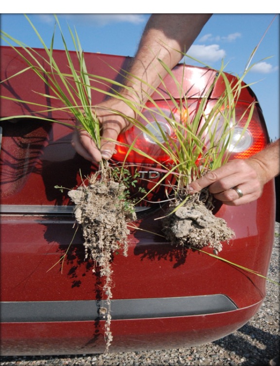 Verdyol Biotic Earth